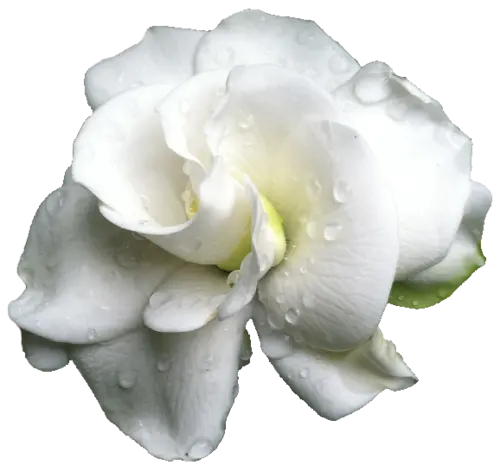 Fragancia de gardenia