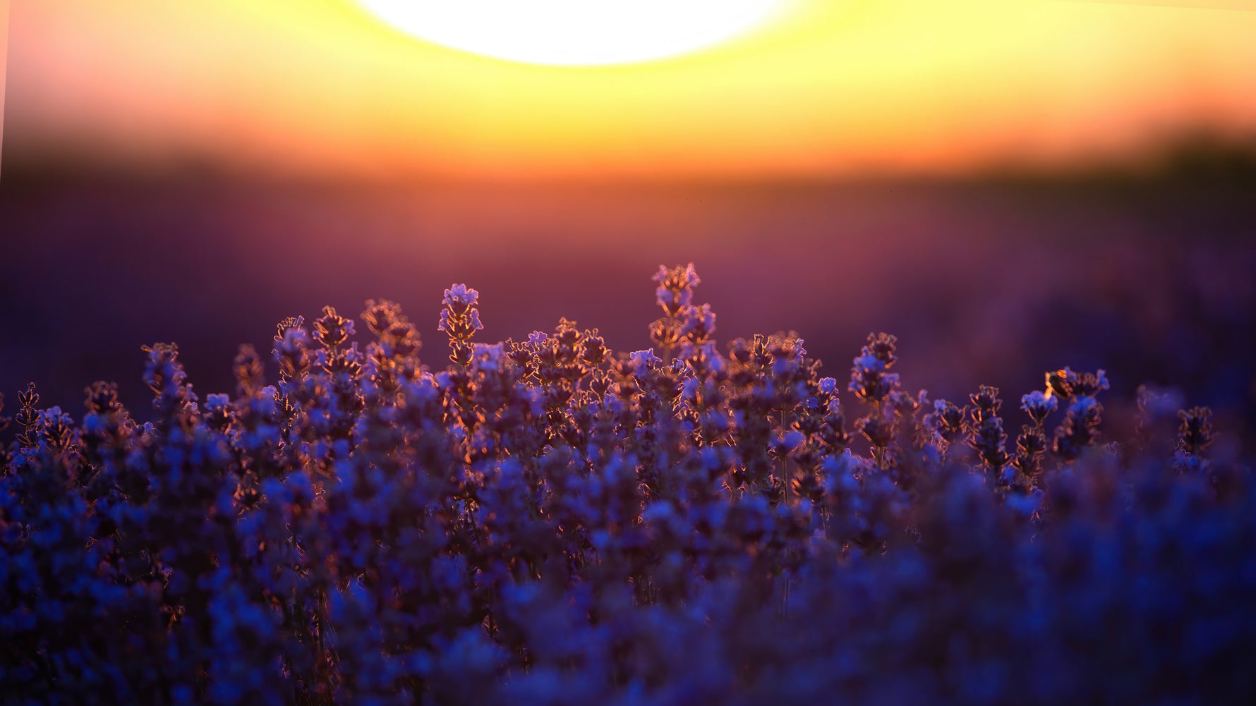 Guía Completa de Aromaterapia para Principiantes: Todo lo que Necesitas Saber para Empezar — Mylottush