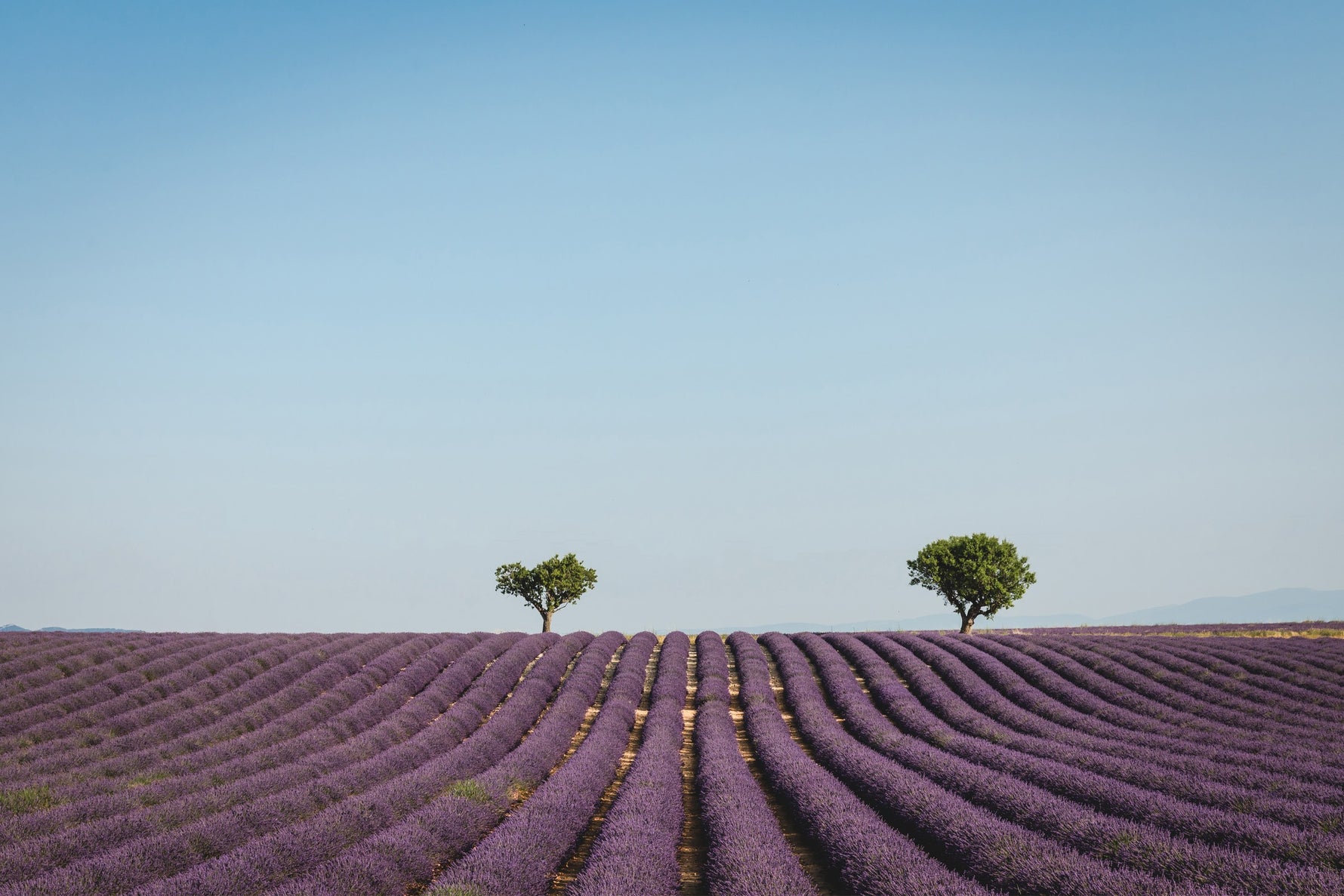 Terroir, Tiempo y Destilación: Cómo Nace un Aceite Esencial Excepcional — Mylottush