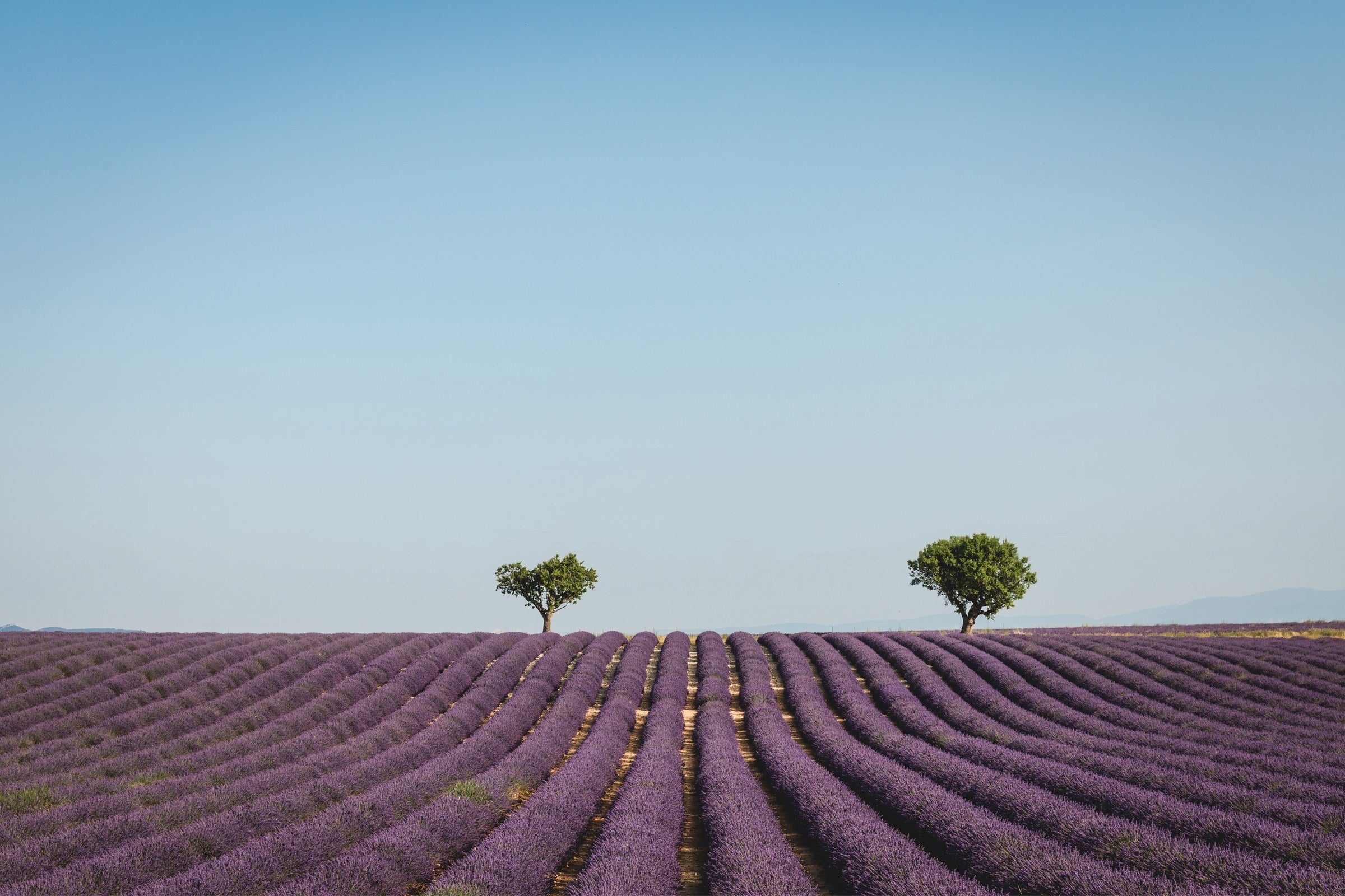Terroir, Tiempo y Destilación: Cómo Nace un Aceite Esencial Excepcional — Mylottush