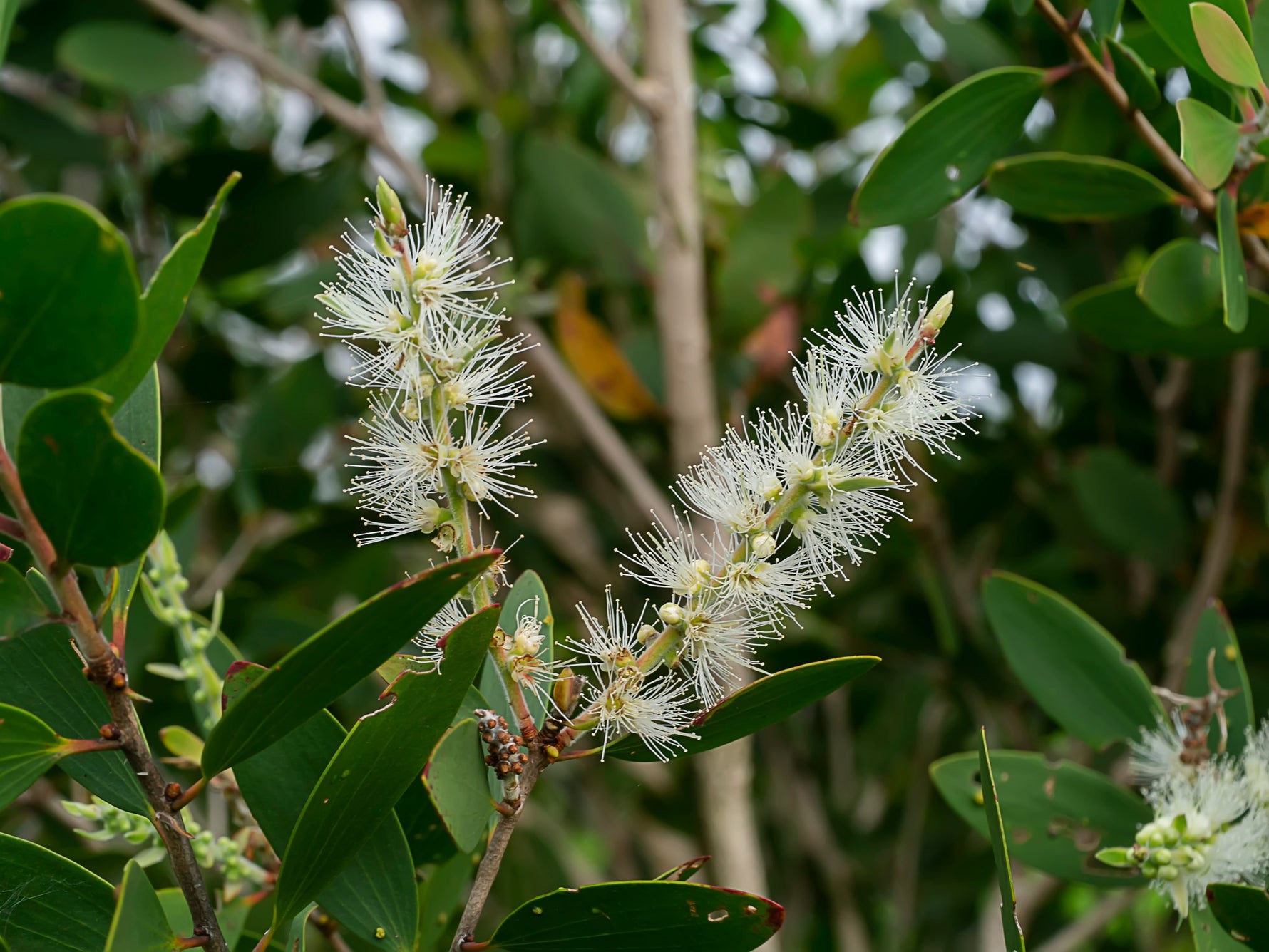 Árbol de Té para el Acné: Cómo Usarlo Correctamente Sin Dañar tu Piel — Mylottush