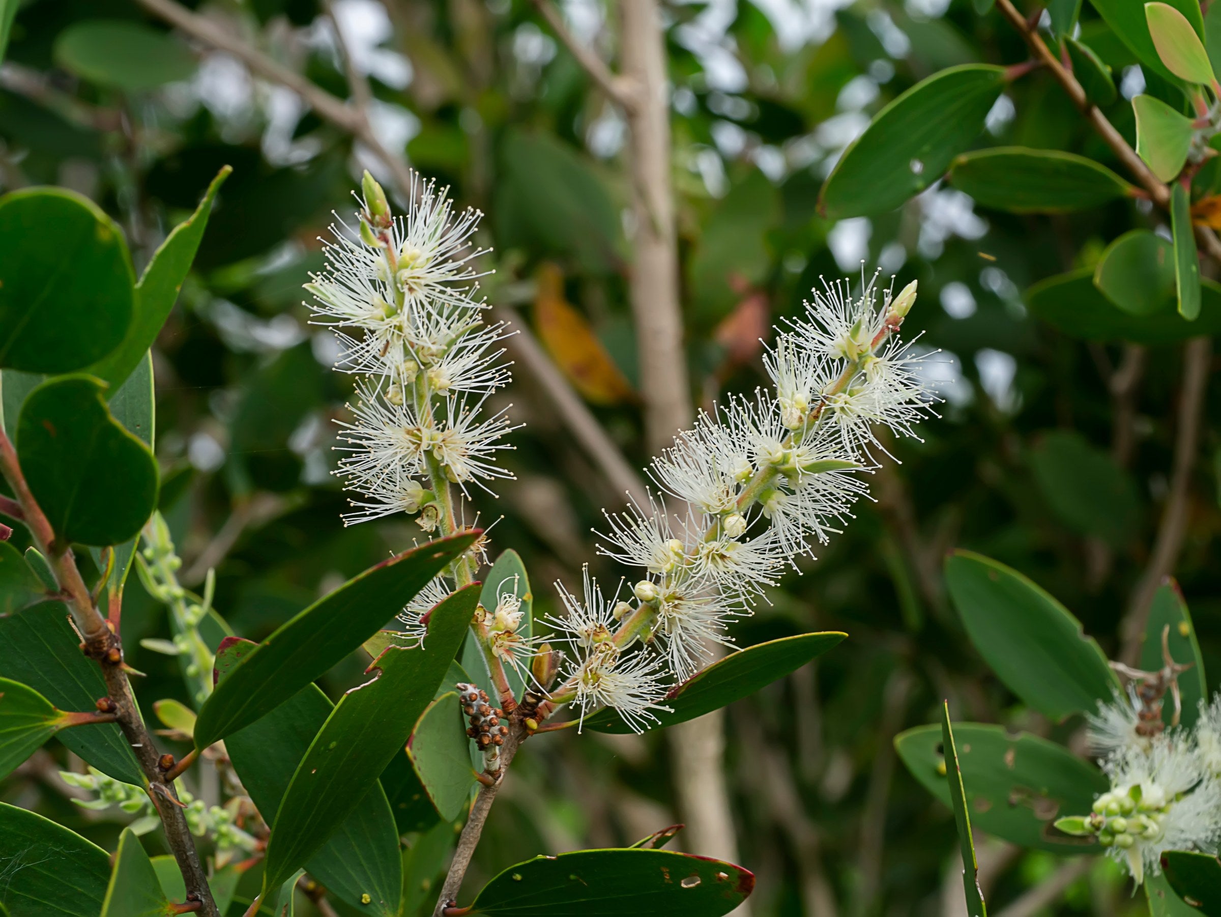 Árbol de Té para el Acné: Cómo Usarlo Correctamente Sin Dañar tu Piel — Mylottush