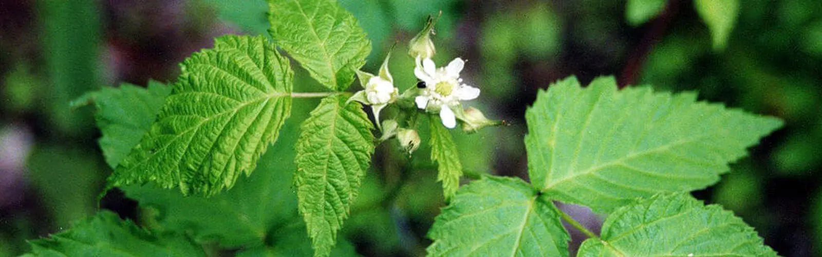 Beneficios del Aceite Esencial de Patchouli - Mylottush