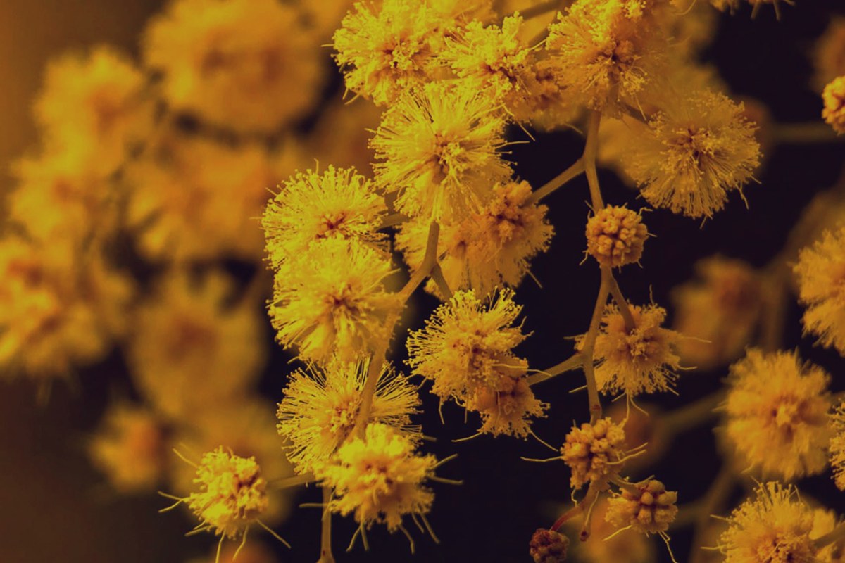 Mimosa