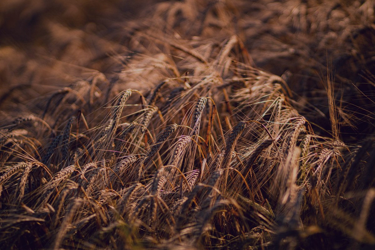 Proteína de Trigo Hidrolizada