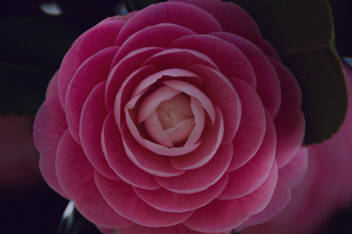 Aceite de Camelia (Tsubaki)