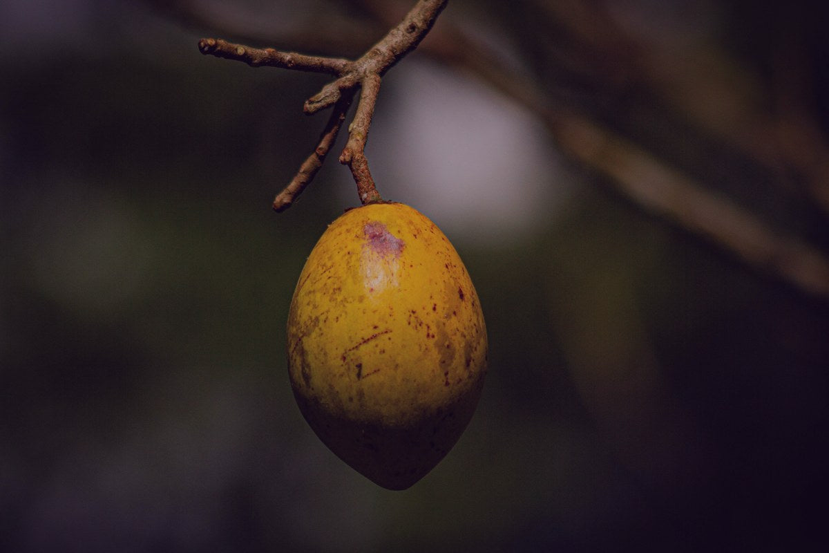 Aceite de Marula