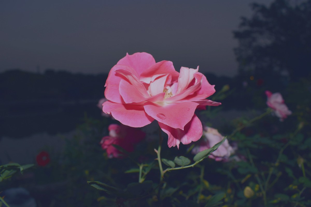 Aceite de Onagra (Evening Primrose)
