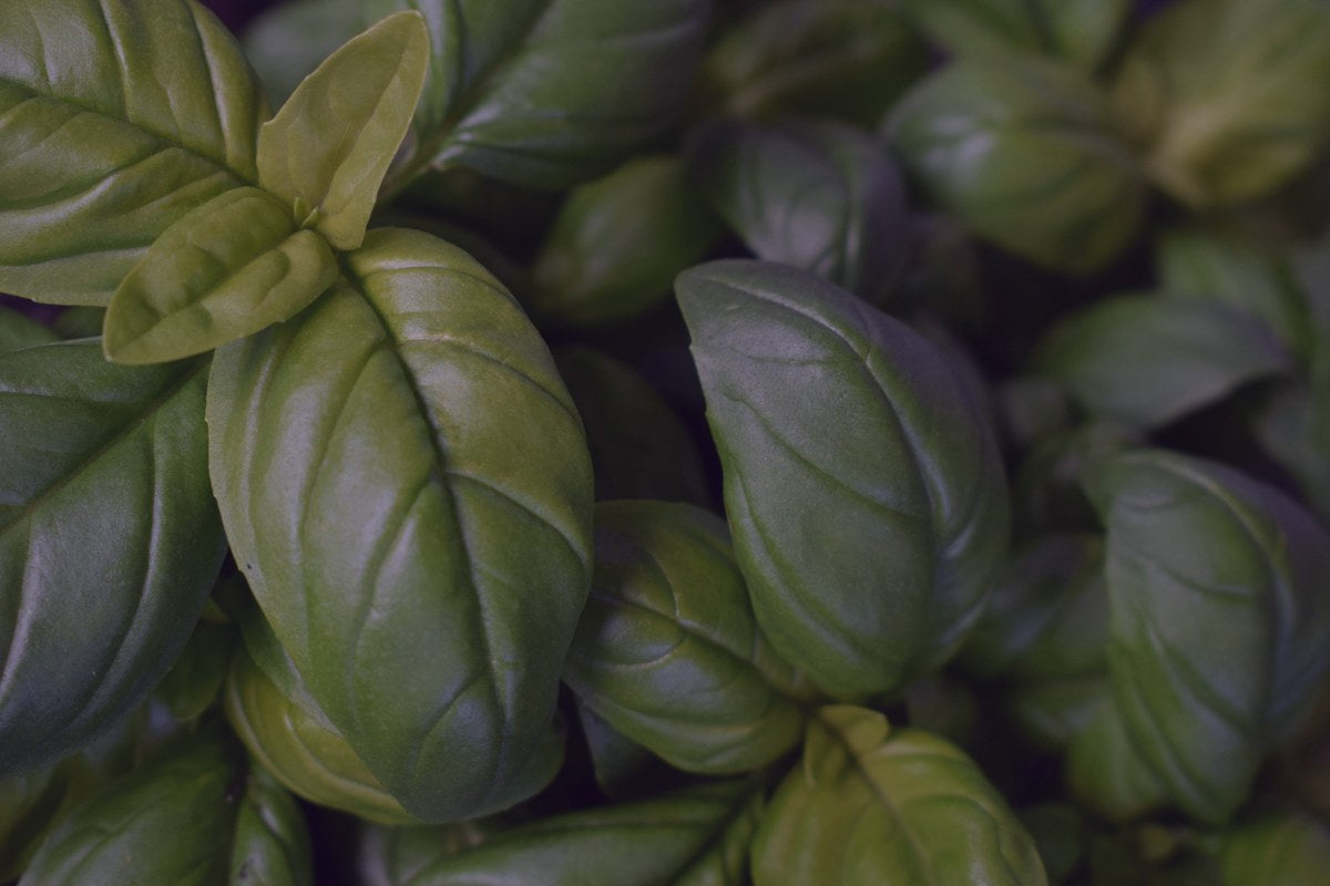 Albahaca (Basil)