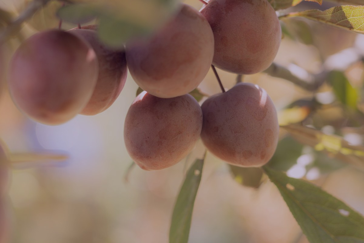 Aceite de Argán
