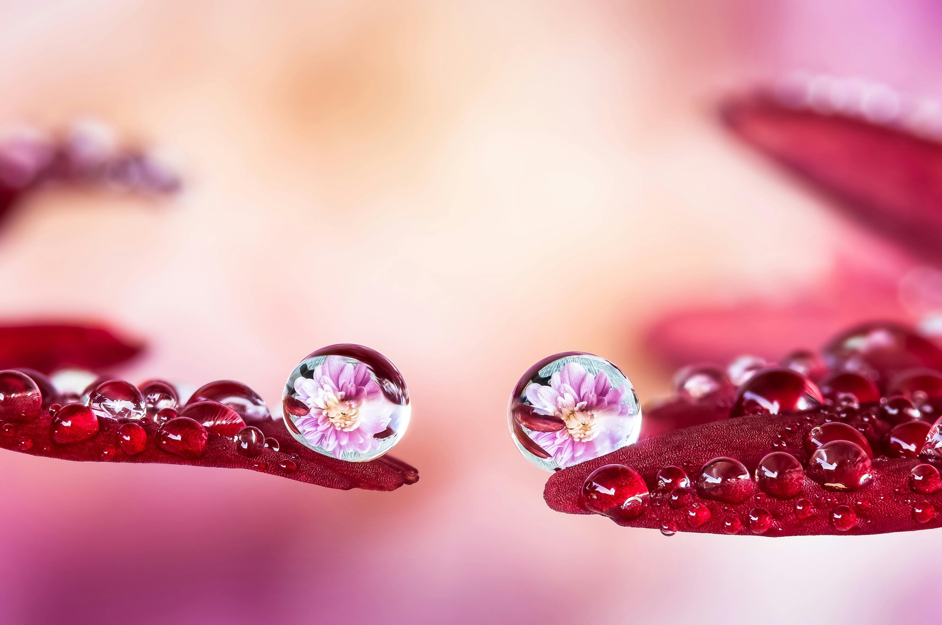 Hidrolatos: el secreto suave de la aromaterapia que casi nadie te explica