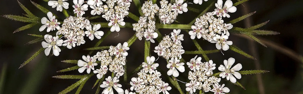 Beneficios del Aceite Esencial de Semilla de Zanahoria - Mylottush