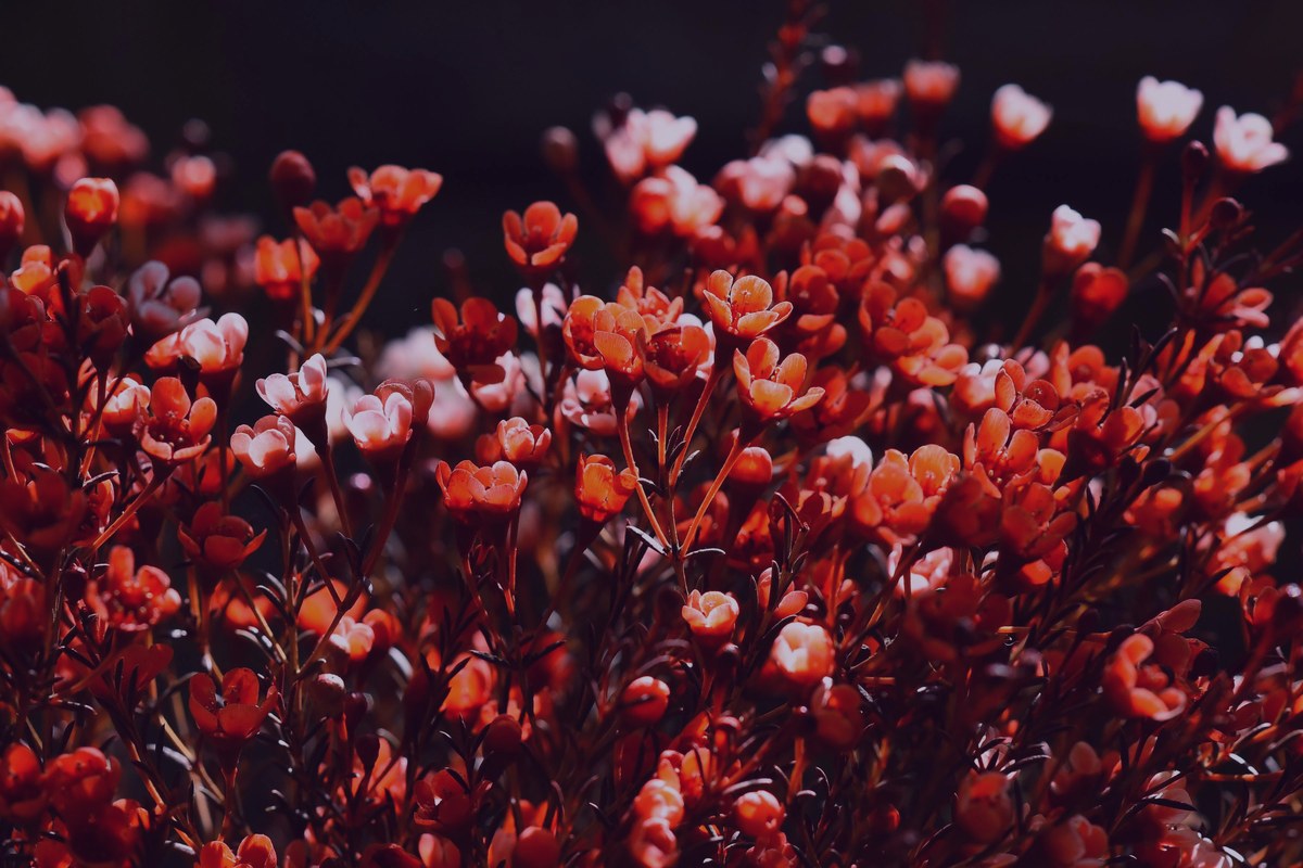 Boronia