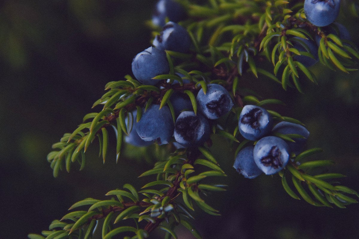 Enebro (Juniper Berry)