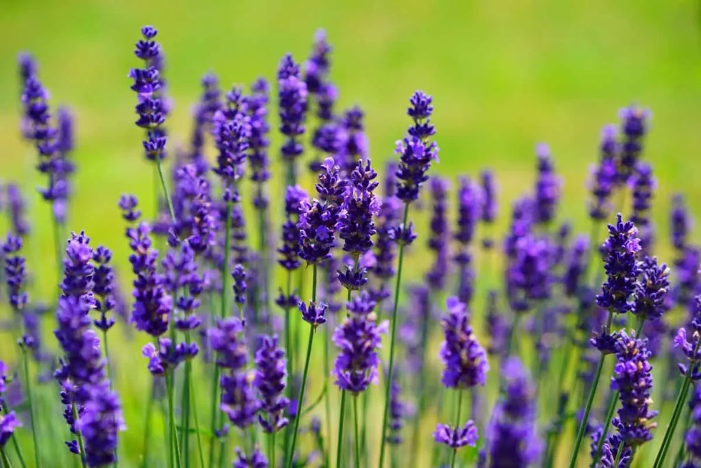 Aceite Esencial de Lavanda - Mylottush
