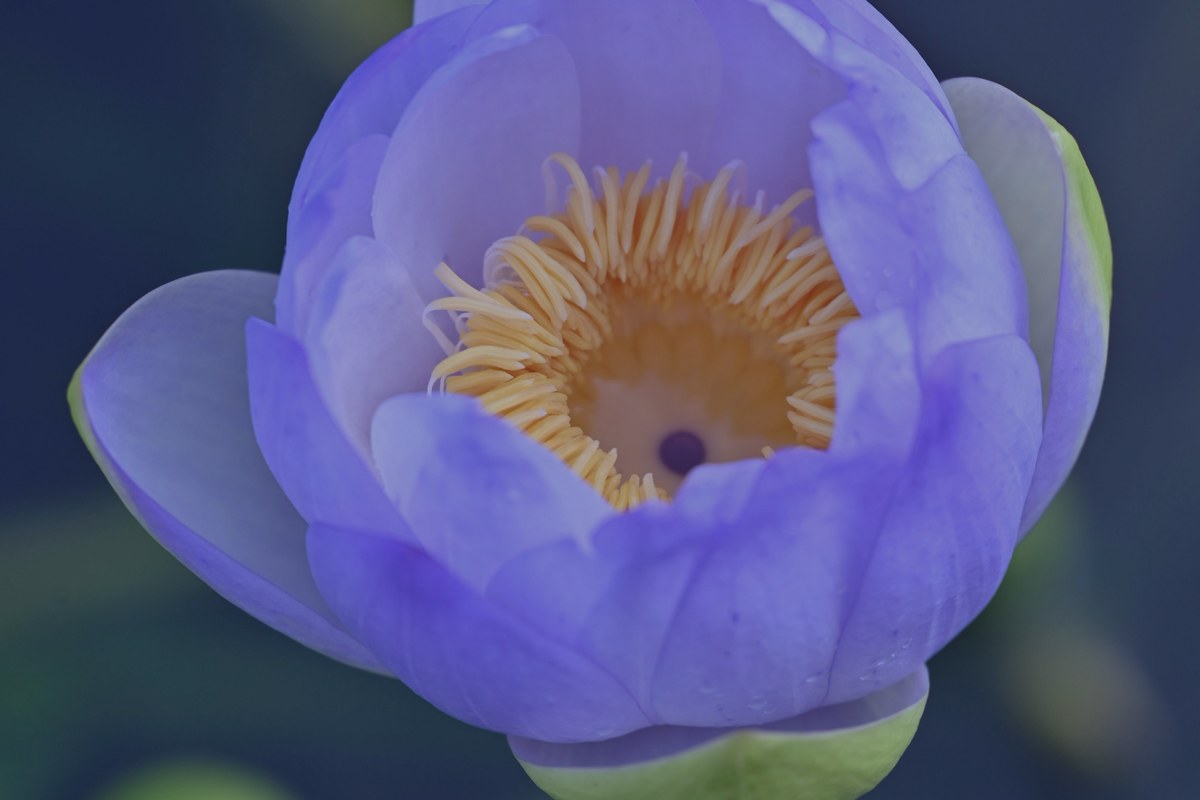 Loto Azul