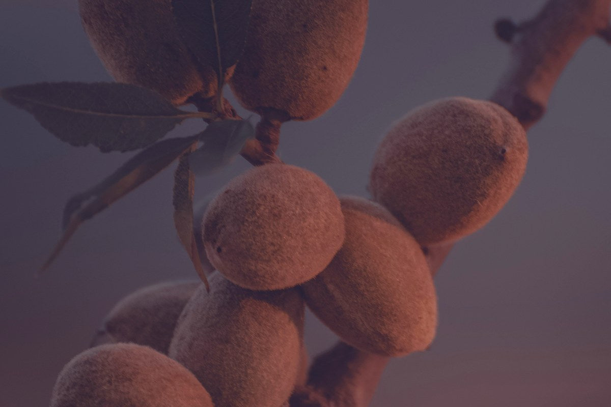 Manteca de Karité (Shea Butter)