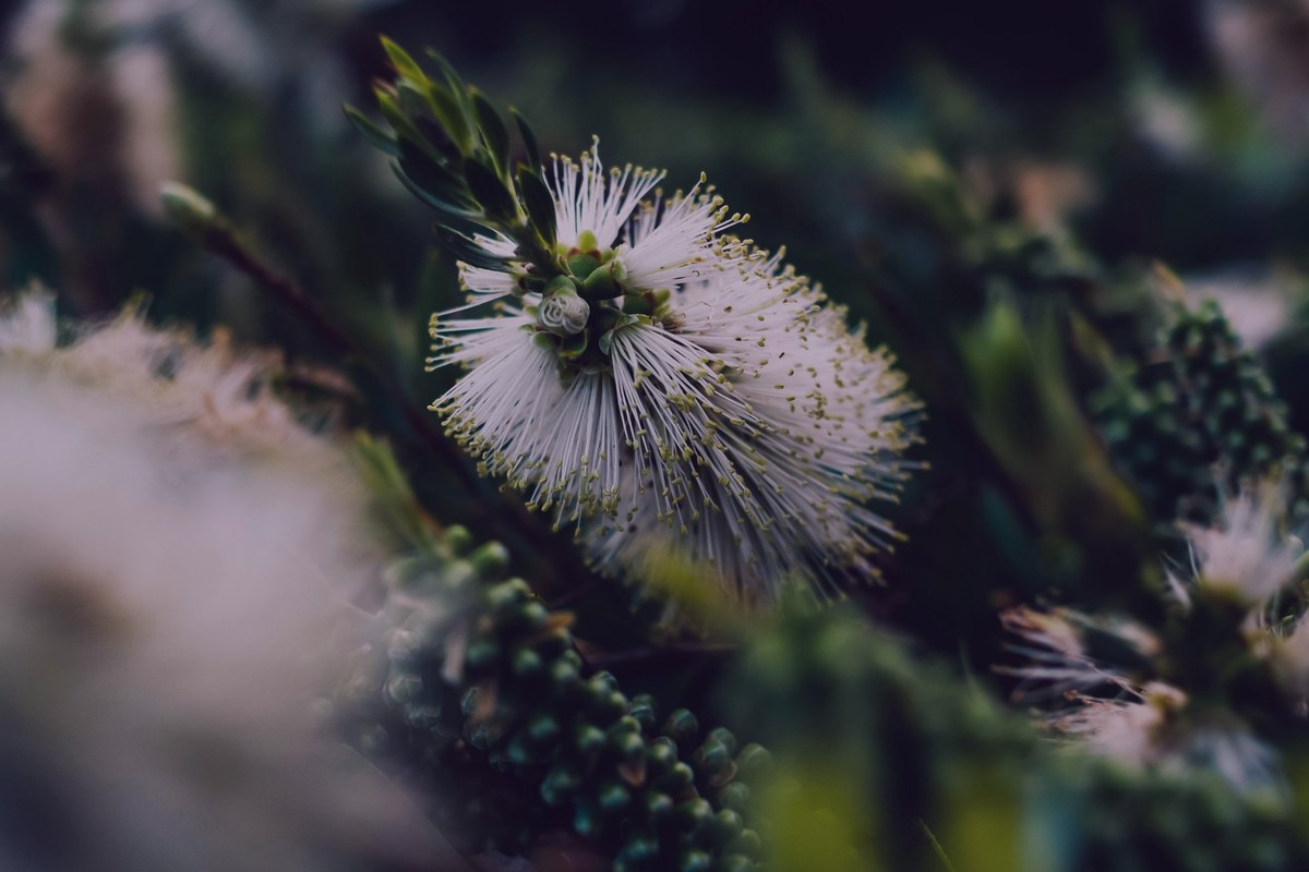 Melaleuca (Árbol de Té)