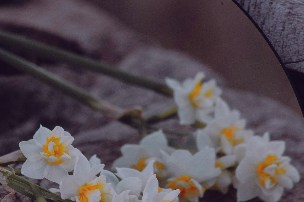 Narciso (Narcissus)