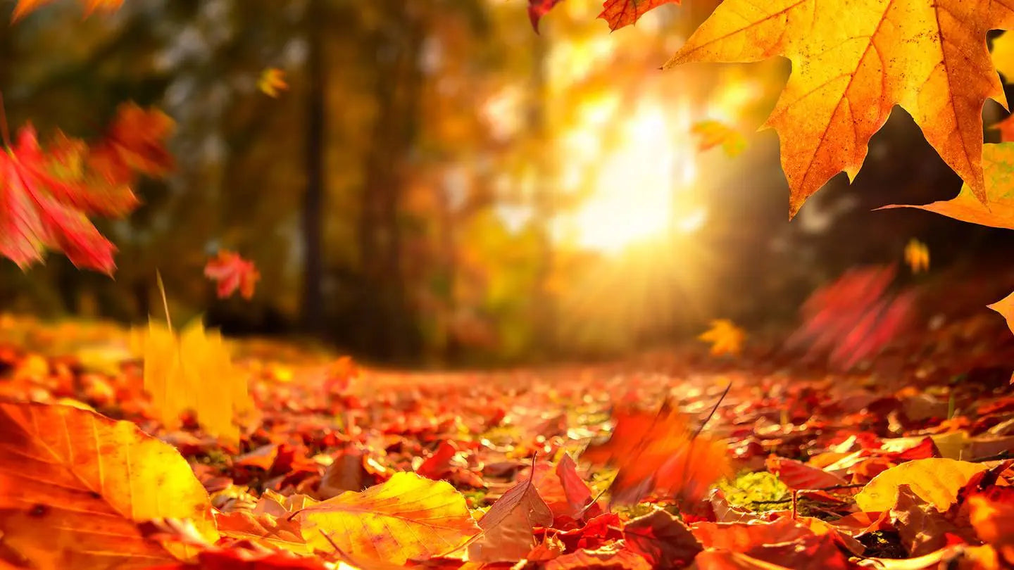 Huelen Mejor en Otoño - Mylottush