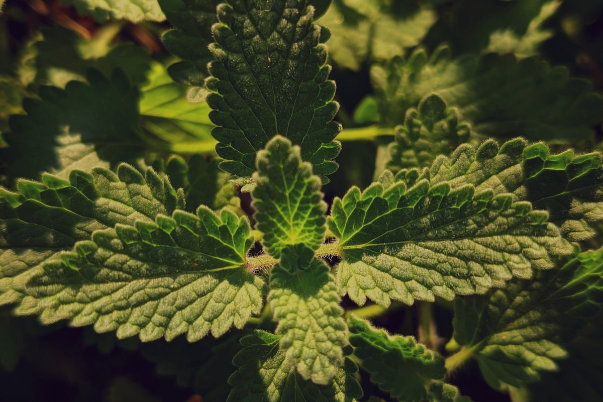 Patchouli