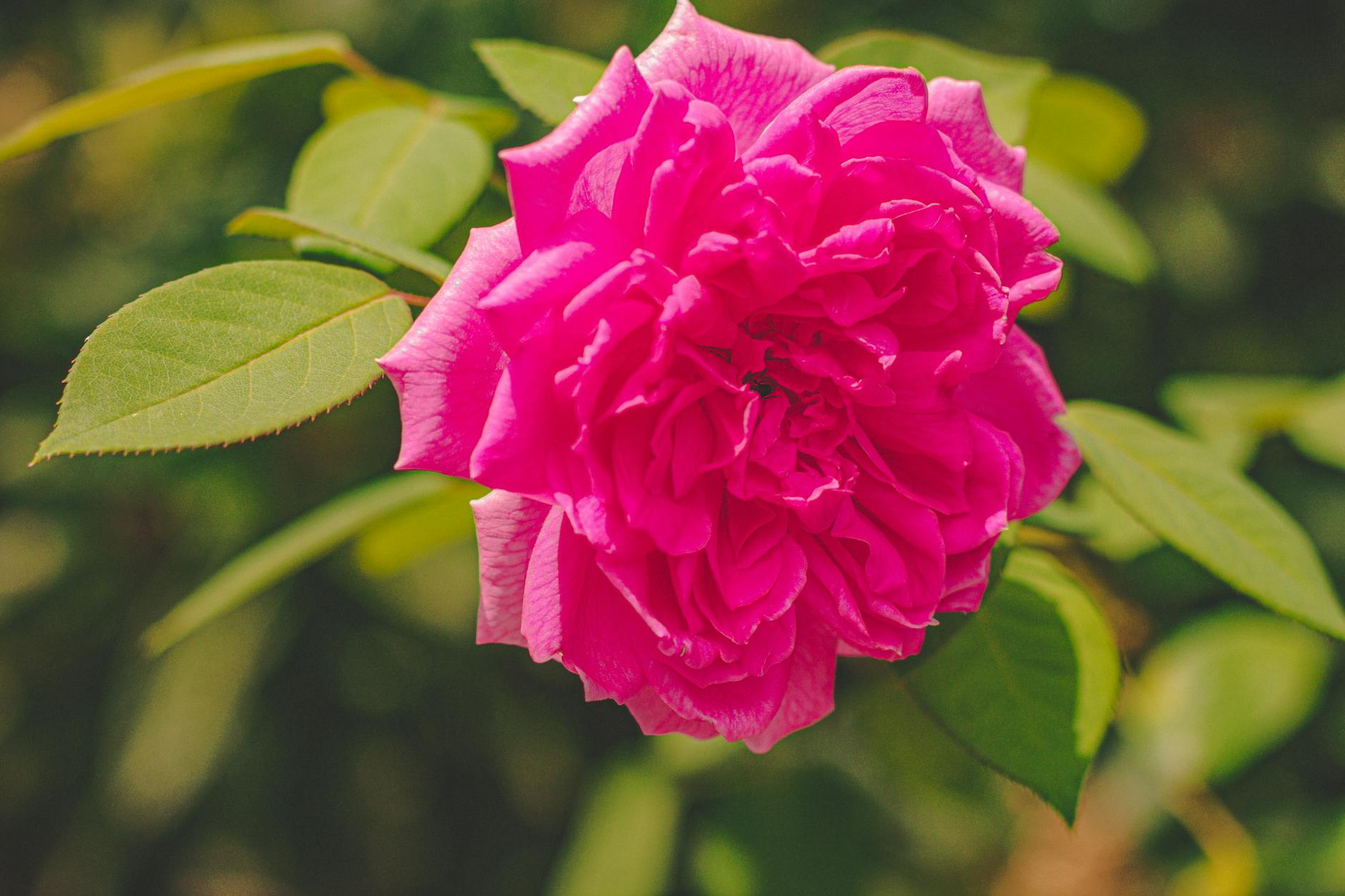 Rosa Damascena: El Oro Líquido del Skincare Natural (y Por Qué Vale lo que Cuesta)