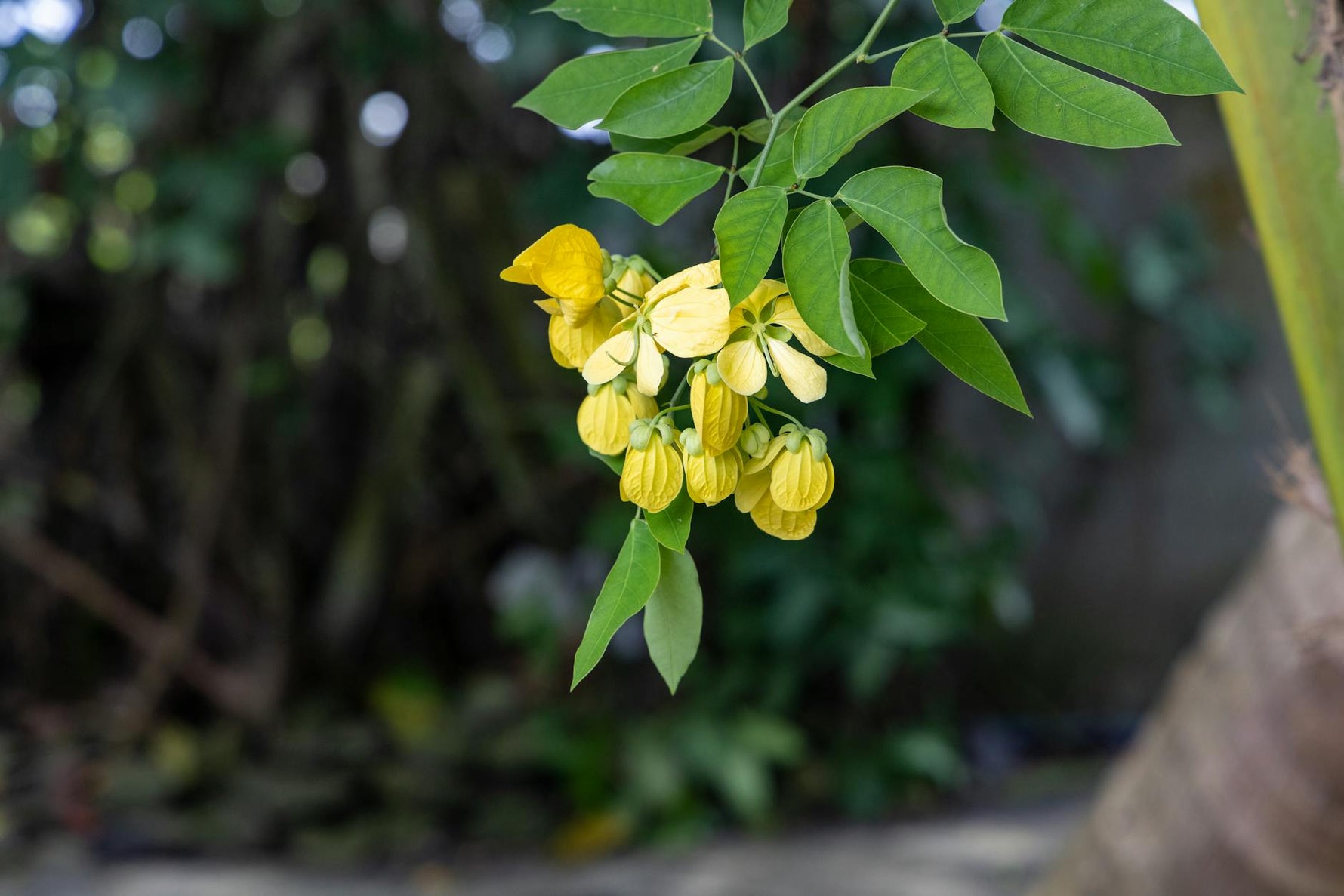 Ylang Ylang: El Aroma del Romance y el Equilibrio Hormonal