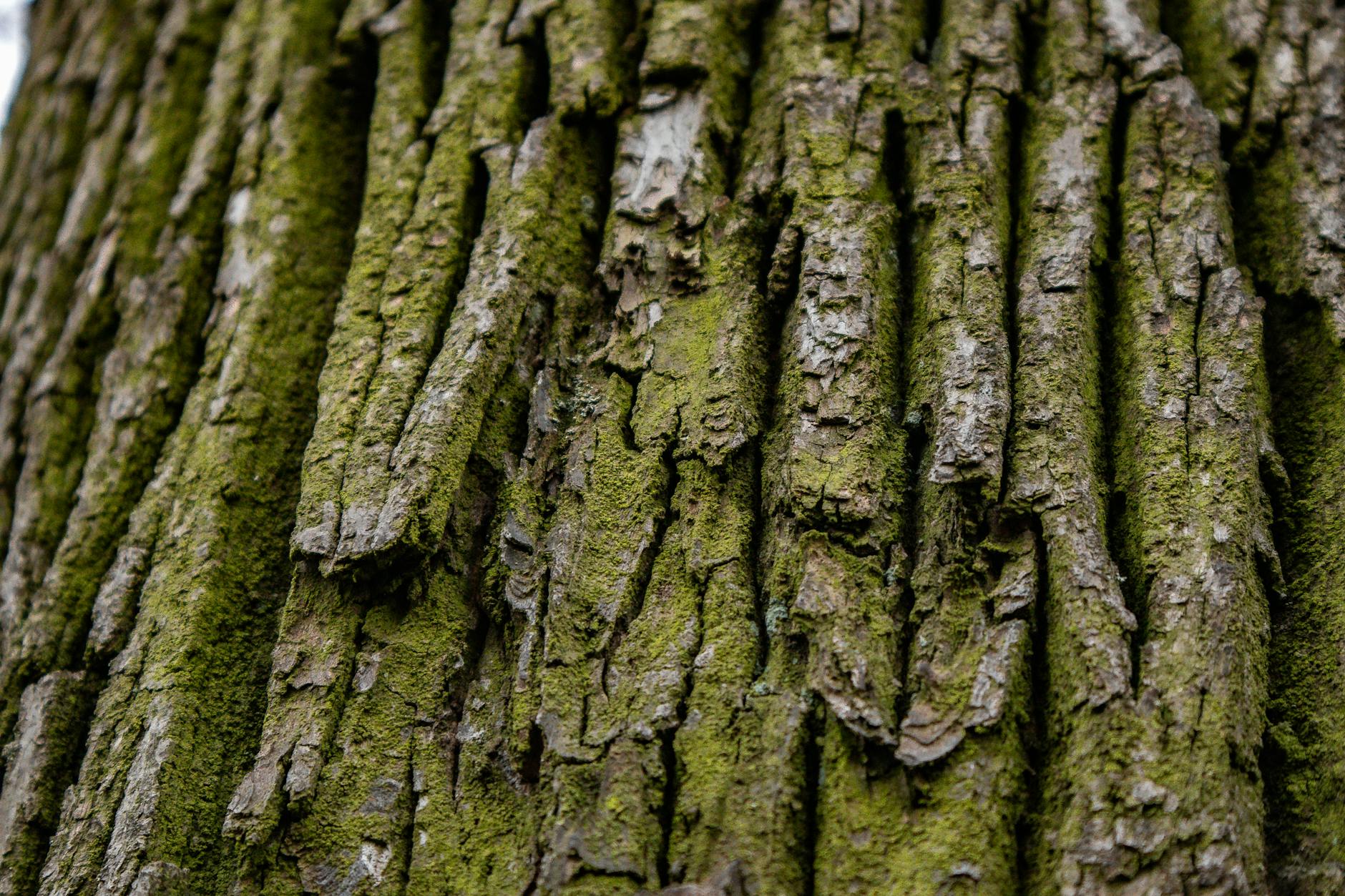 Ho Wood: El Linalool Natural más Puro y más Versátil de la Aromaterapia