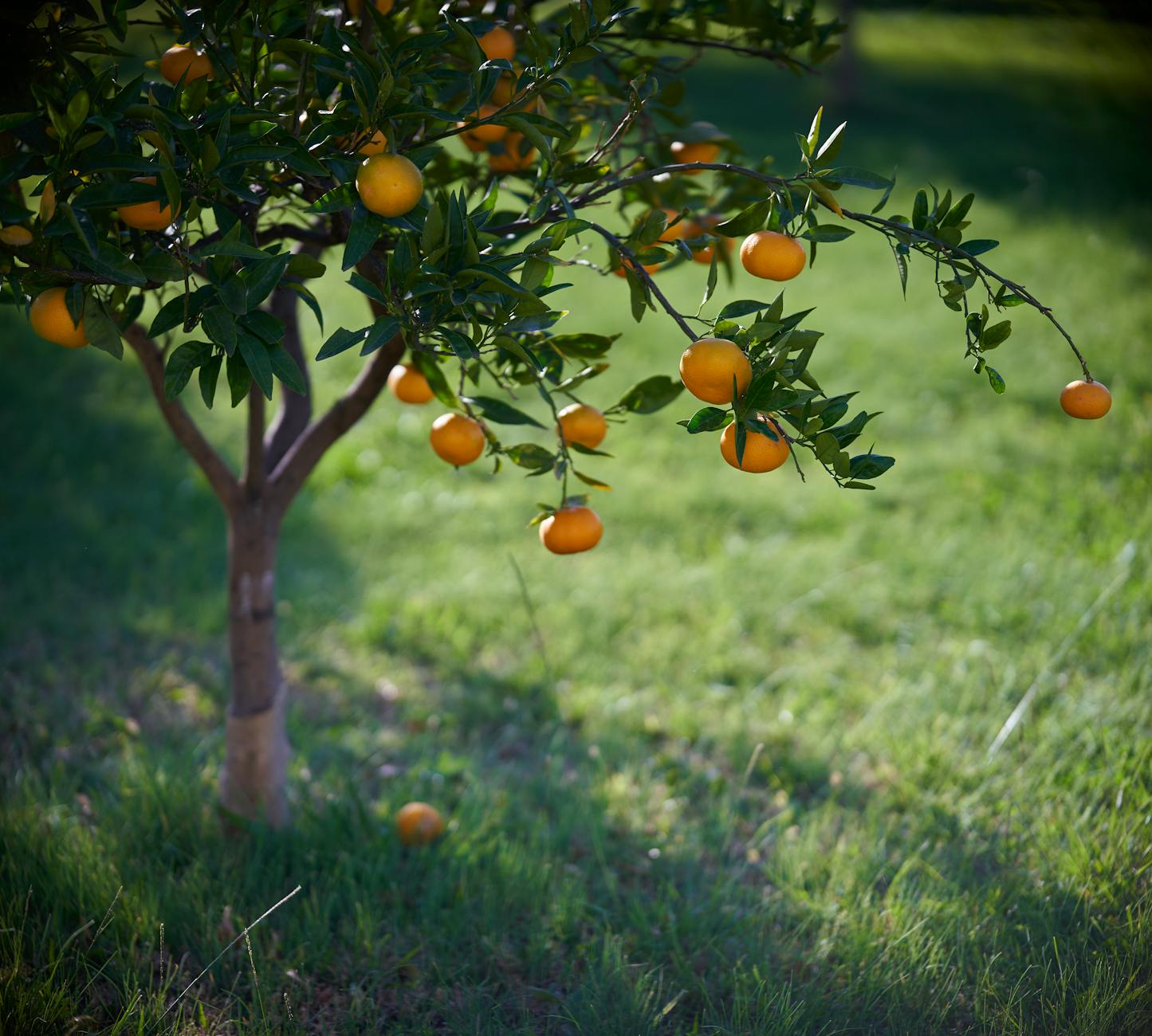 Mandarina: El Aceite Más Suave para Niños, Embarazadas y Pieles Sensibles