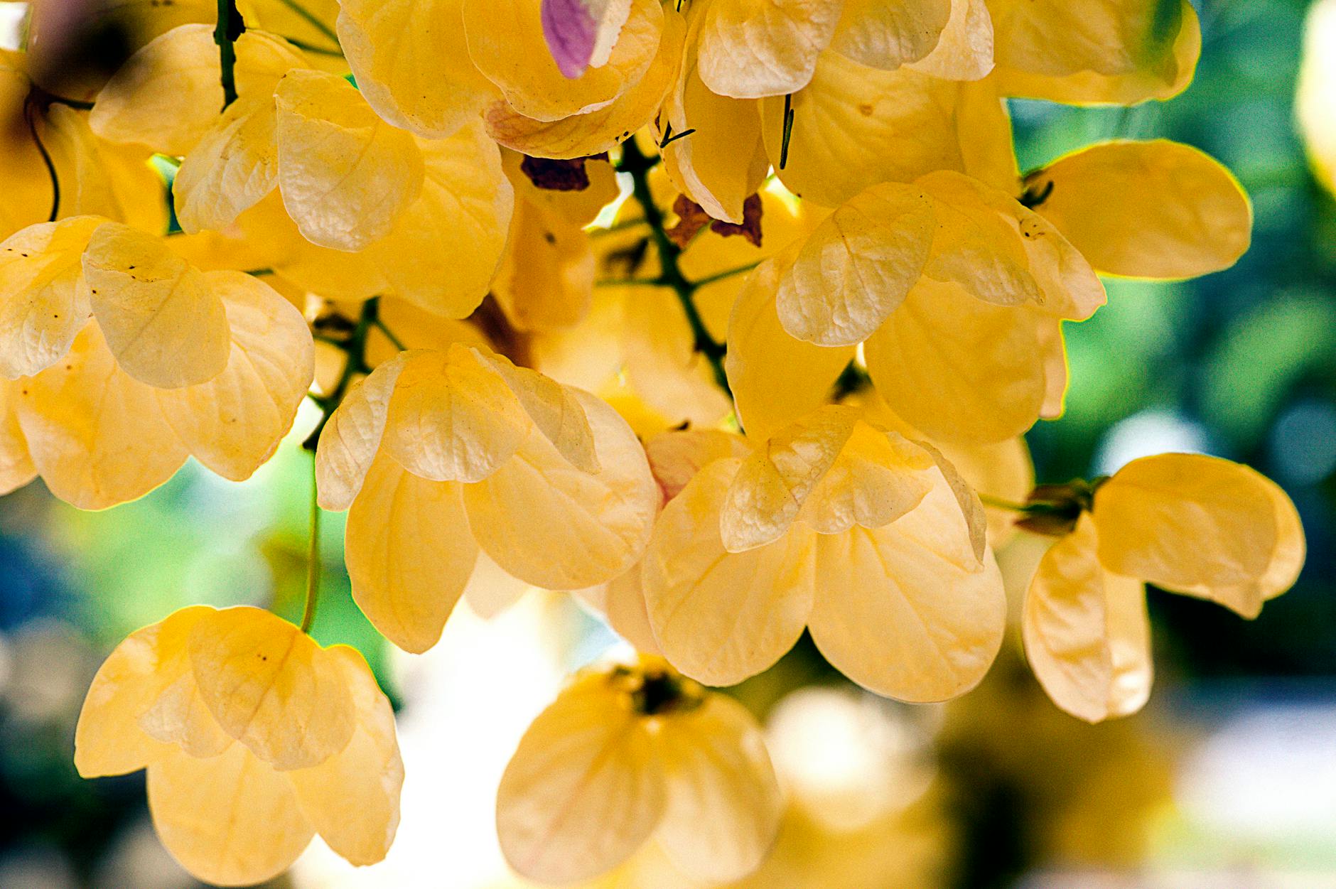 Ylang Ylang y Sándalo: La Mezcla Afrodisíaca más Antigua del Mundo