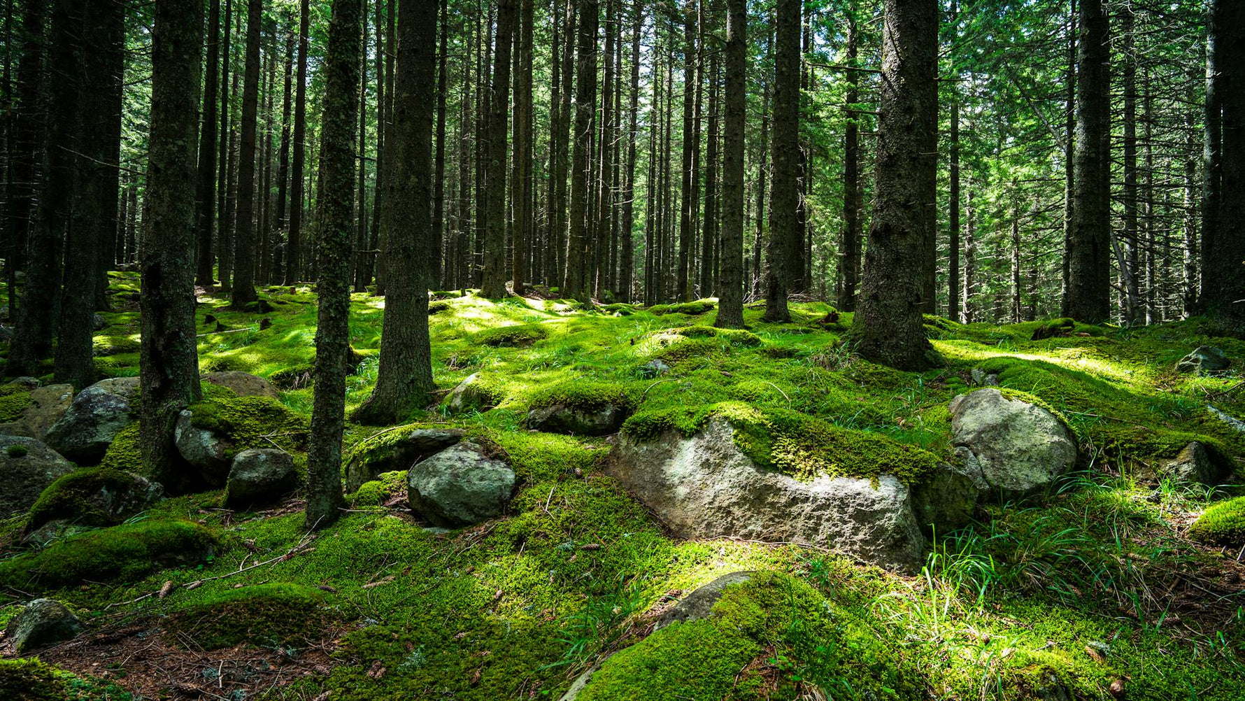 Wintergreen: El Aceite del Alivio Muscular (y Cómo Usarlo con Seguridad)