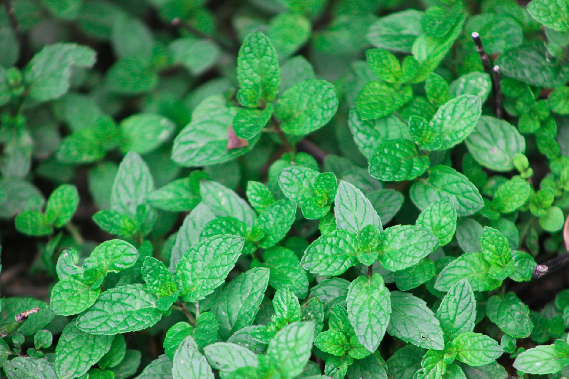 Menta Piperita: 12 Usos que Probablemente No Conocías