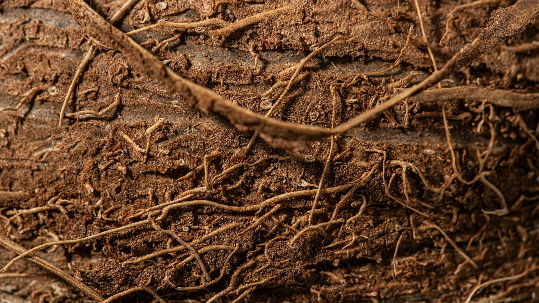 Vetiver: El Aceite que Te Ancla Cuando Tu Mente No Para