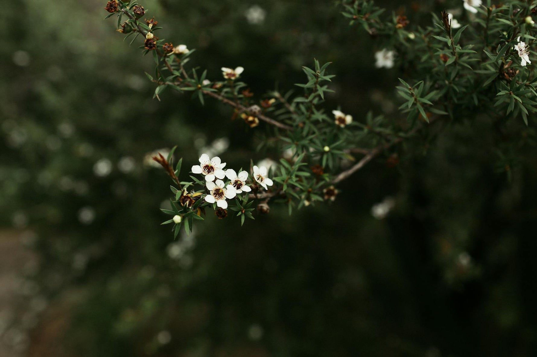 Árbol de Té: El Guardián Natural de Tu Piel y Tu Hogar