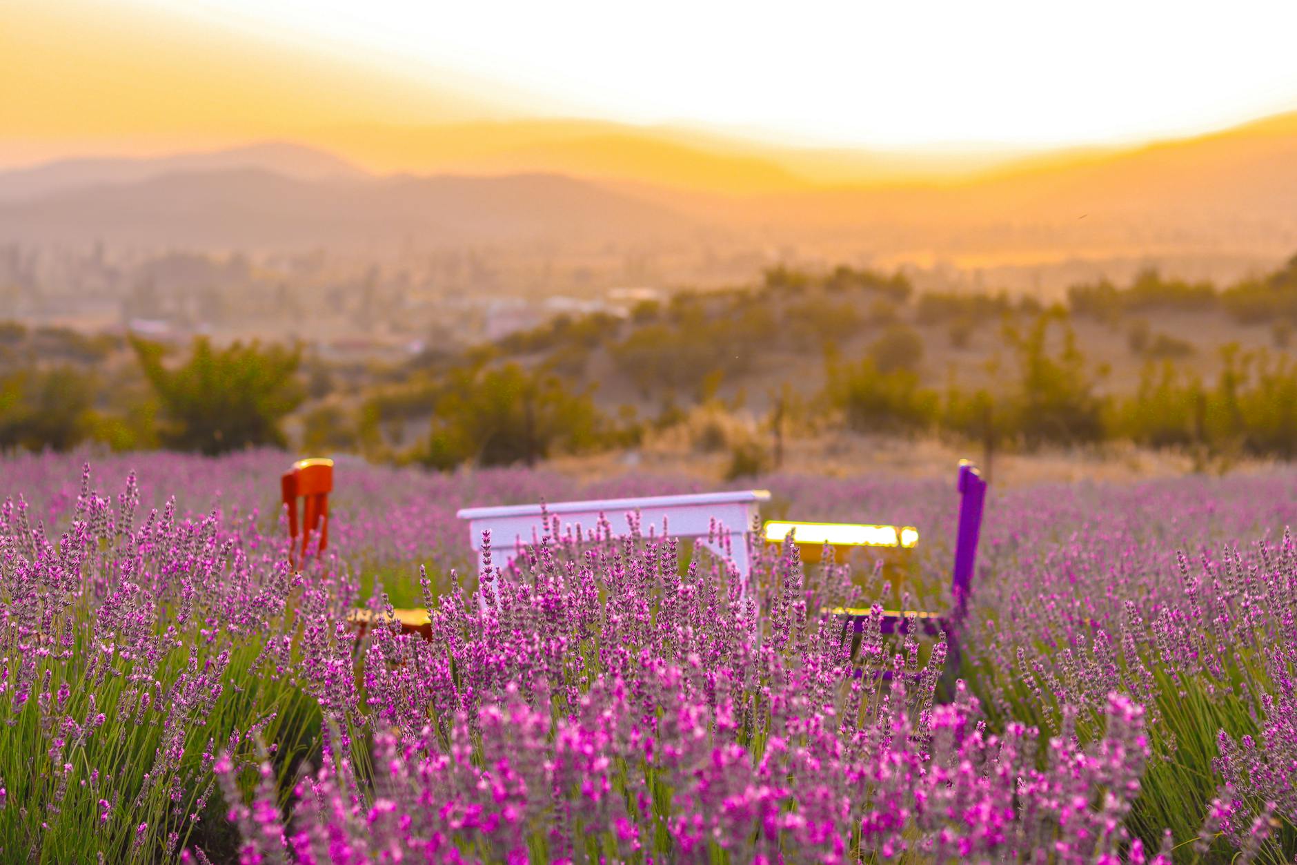 Lavanda: El Aceite Esencial que Todo Mundo Debería Tener (y Cómo Usarlo Bien)