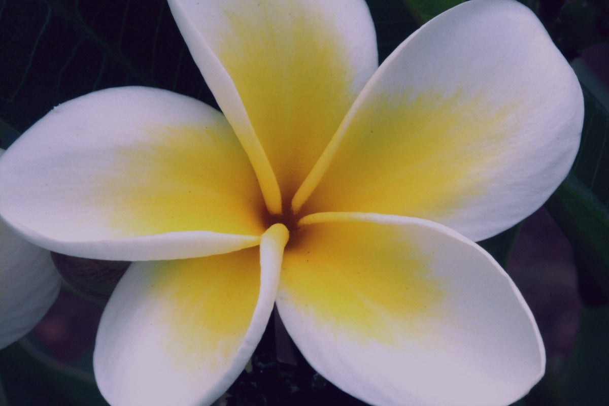 Plumeria (Frangipani)