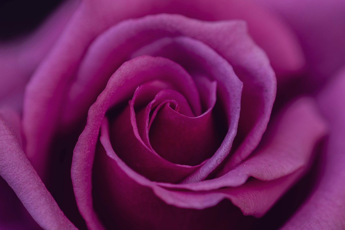 Rosa Damascena
