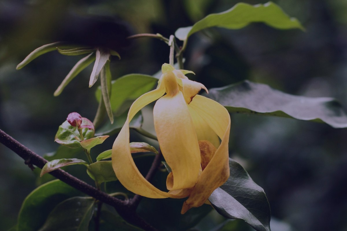 Ylang Ylang