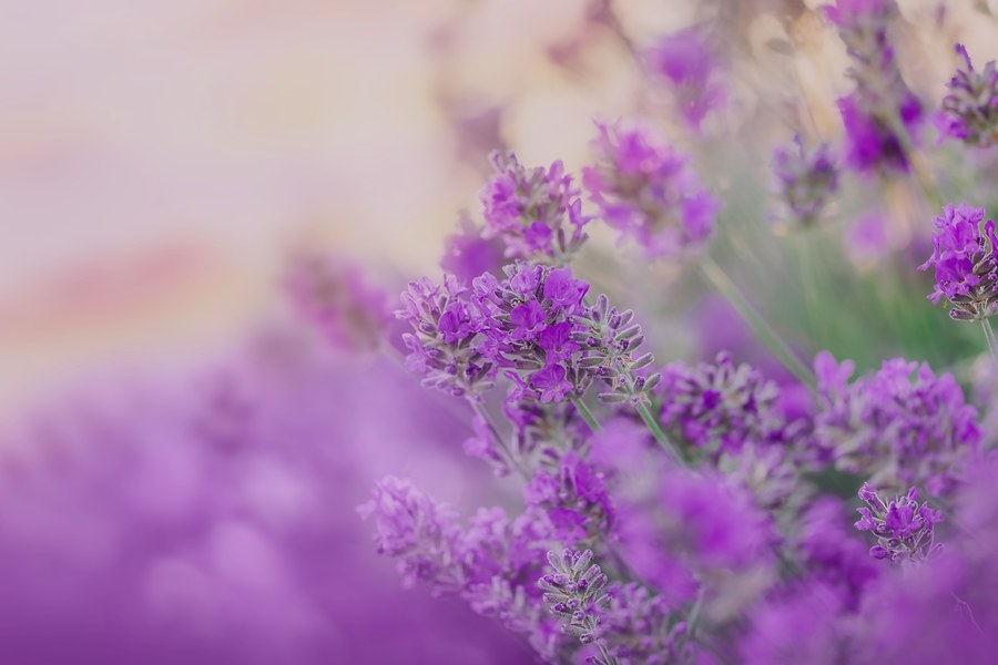 Aceites Florales