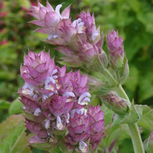 Salvia Esclárea - Mylottush