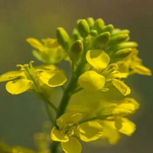 Aceite de Camelina Virgen - Mylottush