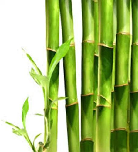 Aromatizante Wooden Bamboo - Mylottush