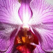 Aromatizante de Orquídea - Mylottush