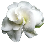 Fragancia de gardenia
