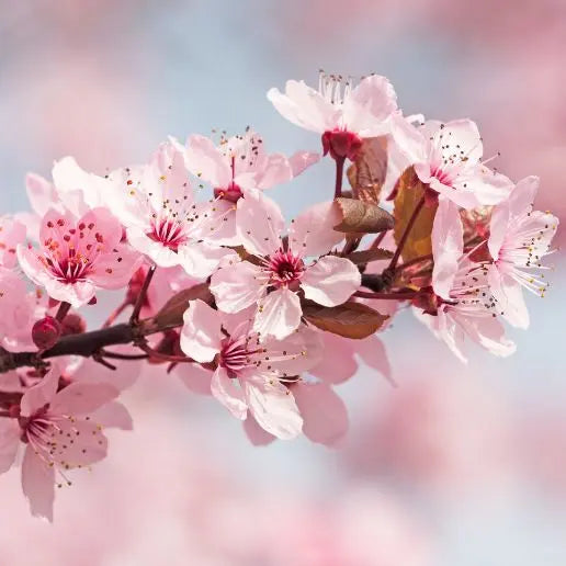 Fragancia Japanese Cherry Flower - Mylottush