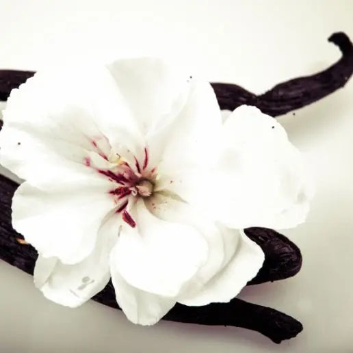 Fragancia Pure Vanilla - Mylottush