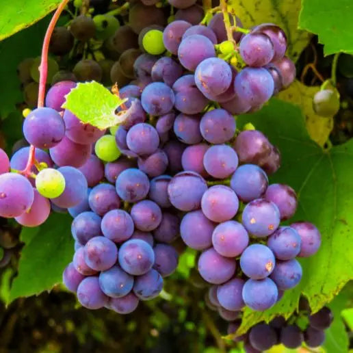 Fragancia Purple Grape - Mylottush