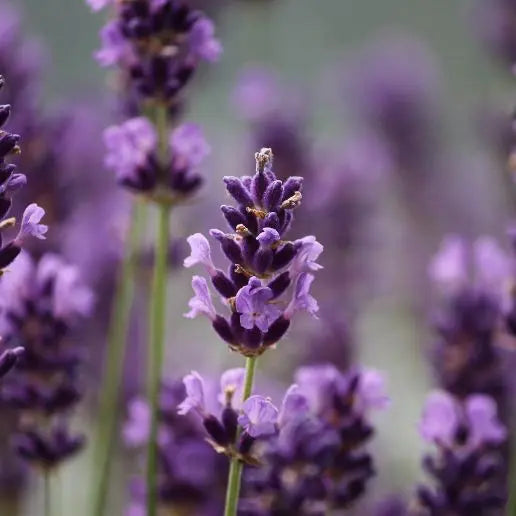 Fragancia True Lavender Scent - Mylottush