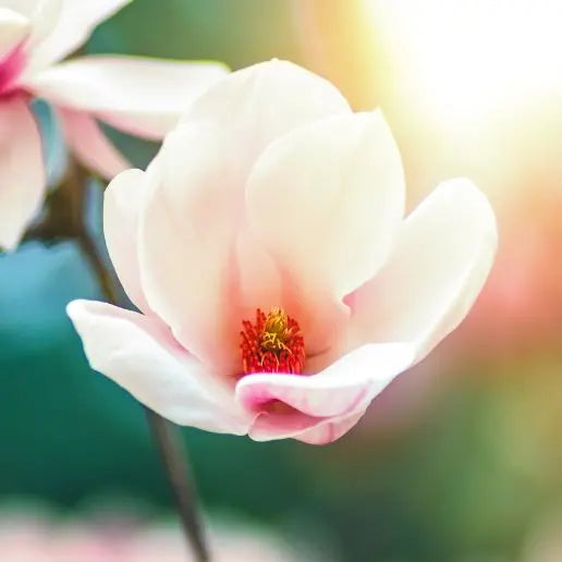 Fragancia White Magnolia - Mylottush