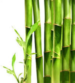 Fragancia Wooden Bamboo - Mylottush